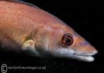 Cuckoo Wrasse - female