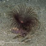 Fan worm