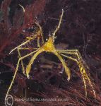 Long-legged spider crab