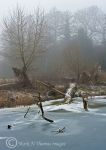 Fallen Tree