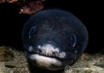 Conger eel