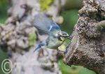 Blue Tit