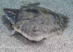 Flatfish