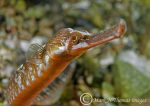 Greater pipefish