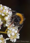 Buff-Tailed Bumble Bee