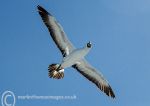 Red-footed Booby