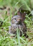 Dunnock