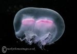 Moon jelly