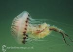 Compass jellyfish