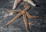 Black brittlestar and sand stars