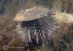 Green urchin