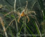 Long-legged Spider Crab - orange