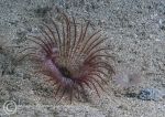 Eyelash worm & fanworm