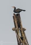 Crane cormorant