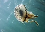 Compass Jellyfish 06/24