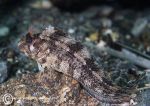 Tompot blenny