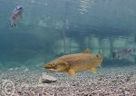 Yellow trout