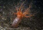 Pink-spotted sea cucumber