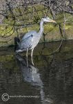 Grey heron