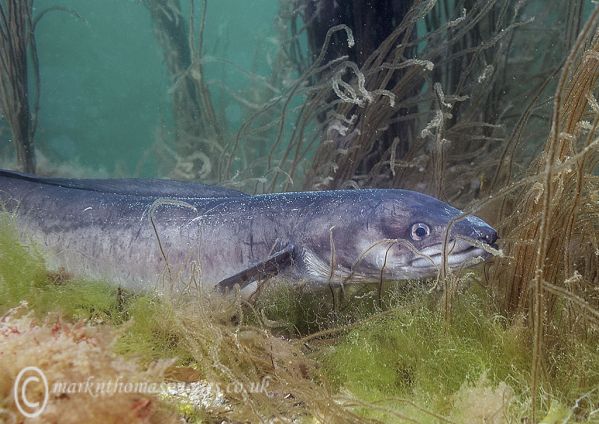 Conger eel