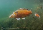 Carp - orange