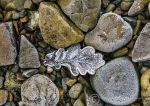 Frozen leaf - loch Long