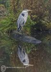 Heron Reflection