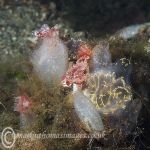 Organ pipe fanworms & sea squirt mix