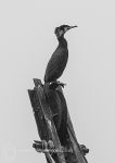 Cormorant Perch