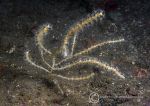 Northern sea fan