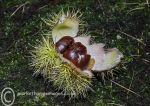 Sweet Chestnuts