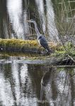 Grey heron