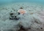 Scallop escaping