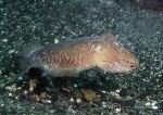 Cuttlefish