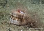 Queen scallop & organ pipe fanworm