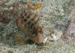 Tompot Blenny