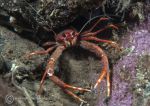 Long-clawed squat lobster