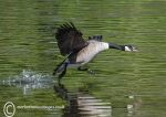 Canada goose take-off 2