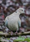 Collared Dove