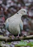 Collared Dove