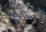 Painted goby