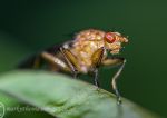 Myopa buccata - a fly