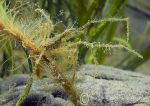 Long-legged spider crab - Criccieth