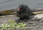 Moorhen chick