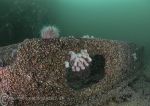 Farne's wreck