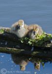 Canada Goslings