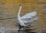 Strutting