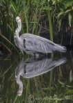 Grey Heron Reflection 2