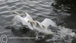 Swan Fight 4