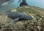 Sturgeon feeding under plane